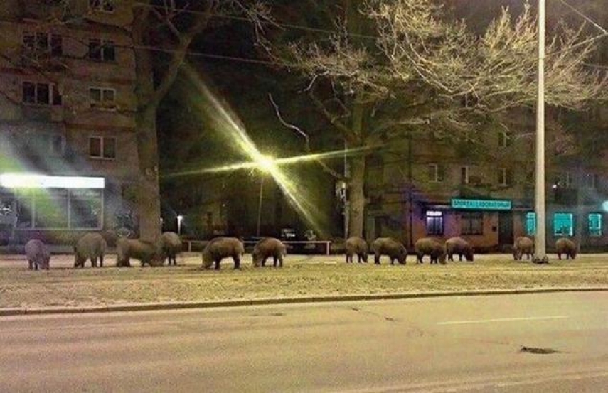 Wild boars in Riga [Image: delfi.lv]