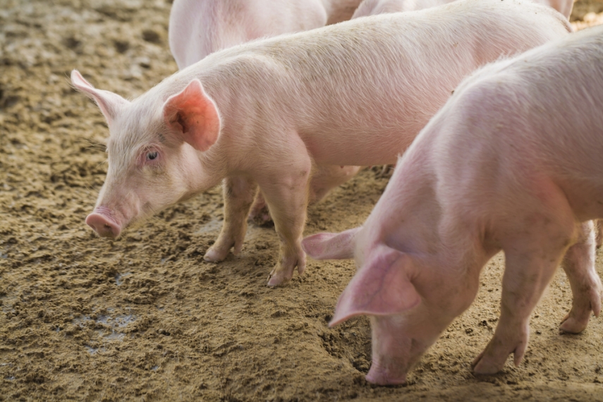 46 cases of African Swine Flu have been found in Latvia [Image: Global Meat News]
