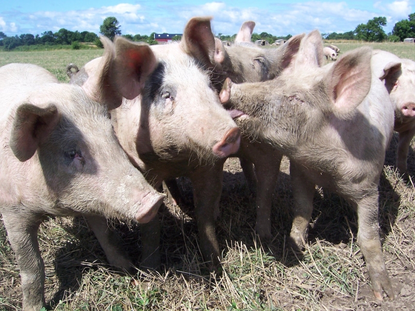 African Swine Fever has been sweeping Latvia and Estonia [Image: Global Meat News]