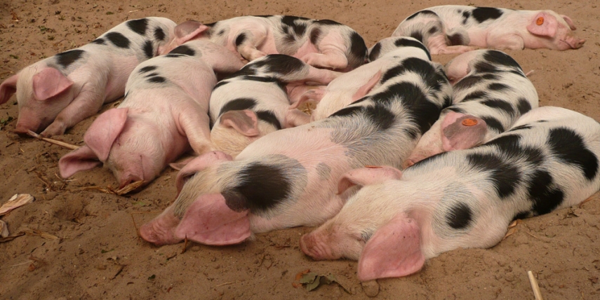 Russia cited African swine fever as the reason for its EU pork ban [Heribert Duling]