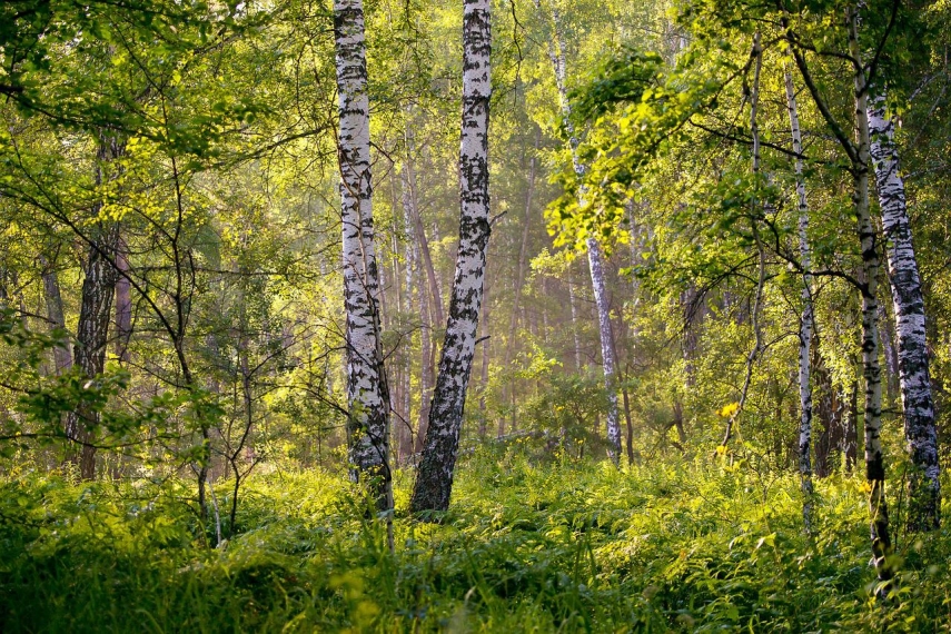 Estonian private forest owners seek over EUR 5 mln in Natura subsidies