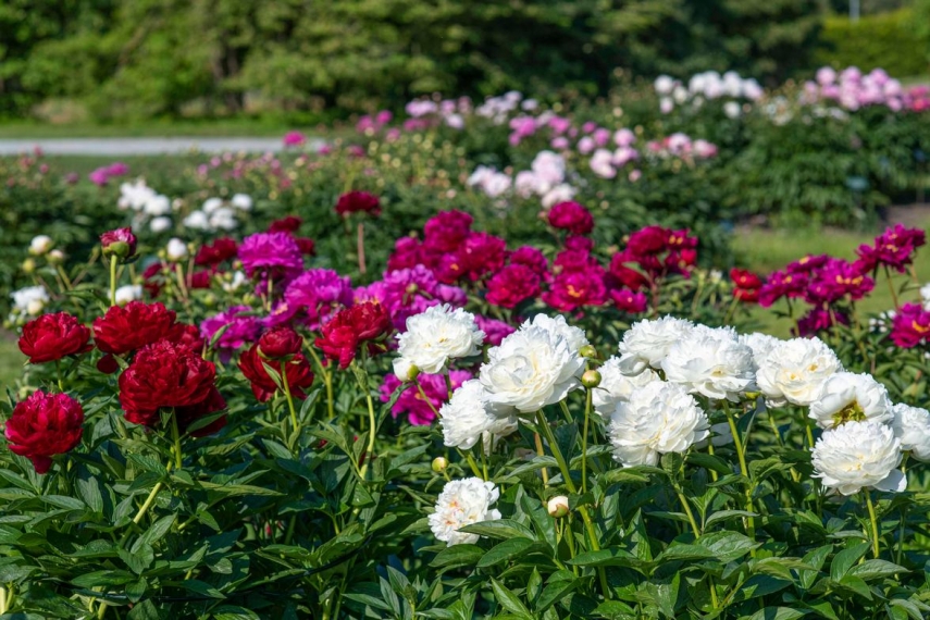 Tallinn Botanic Garden to exhibit hundreds of peonies