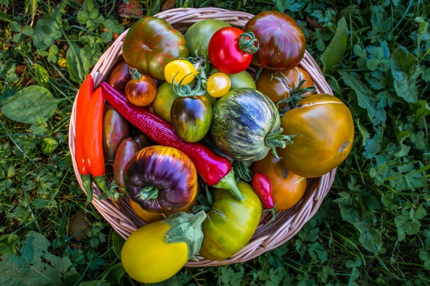 Hundreds of tomato varieties to be shown at Tallinn Botanic Garden next week