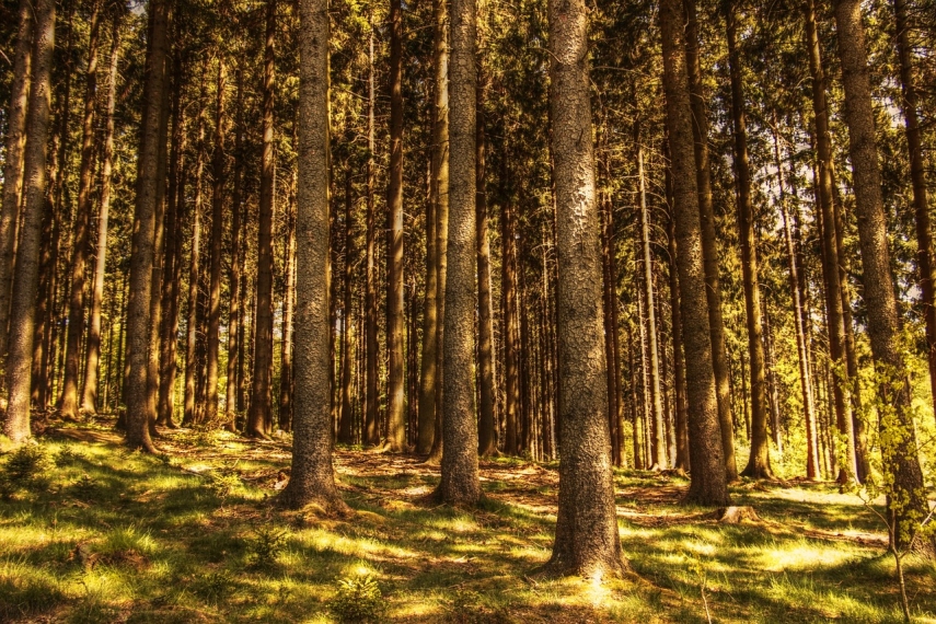 Expert assessment: Drafting of Estonia's forestry development plan non-transparent