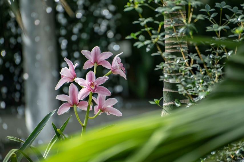 On Friday the traditional orchid exhibition opens in Tallinn Botanic Garden