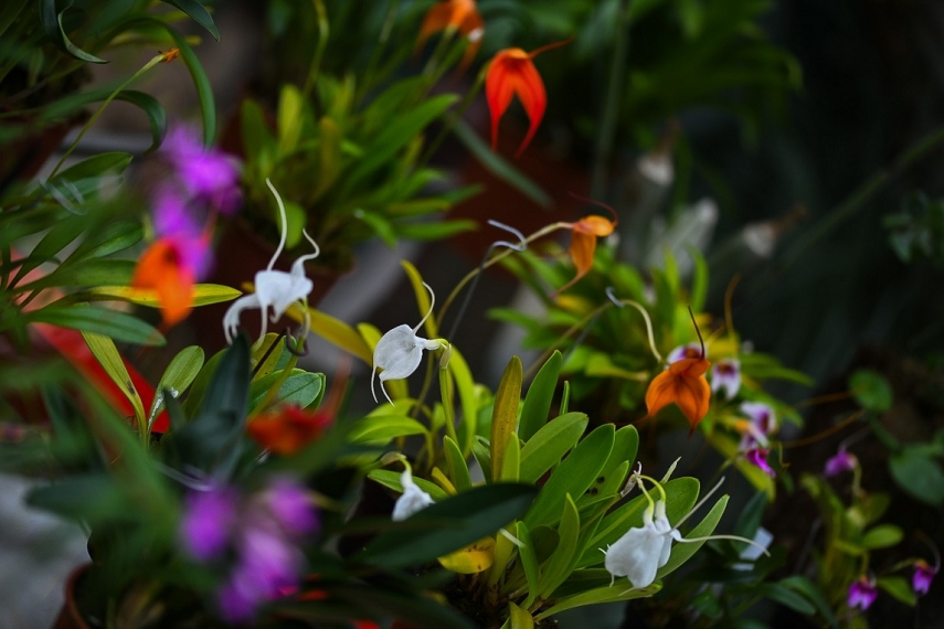 Tallinn Botanic Garden's Orchid Exhibition Drew Nearly 10,000 Visitors