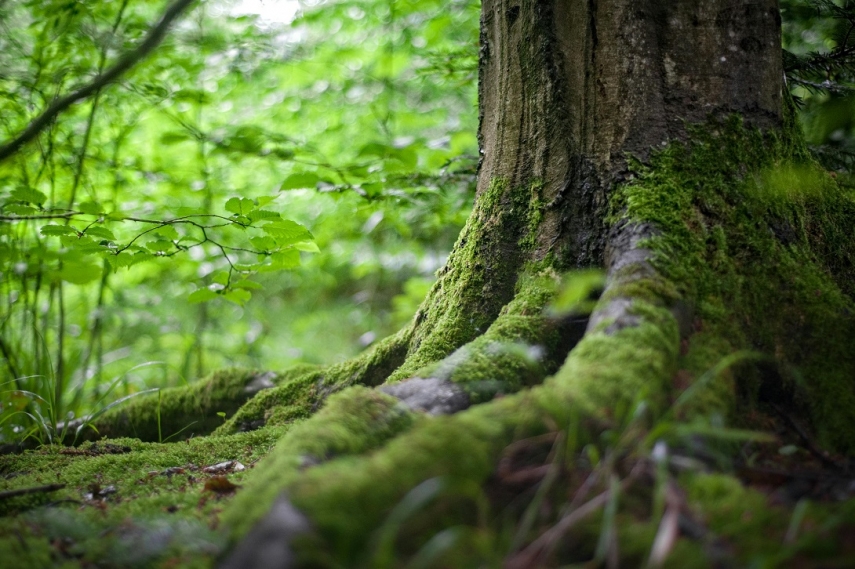 Climate Change Challenges to Forestry Are Increasing; New Forest Management Models Are Being Sought