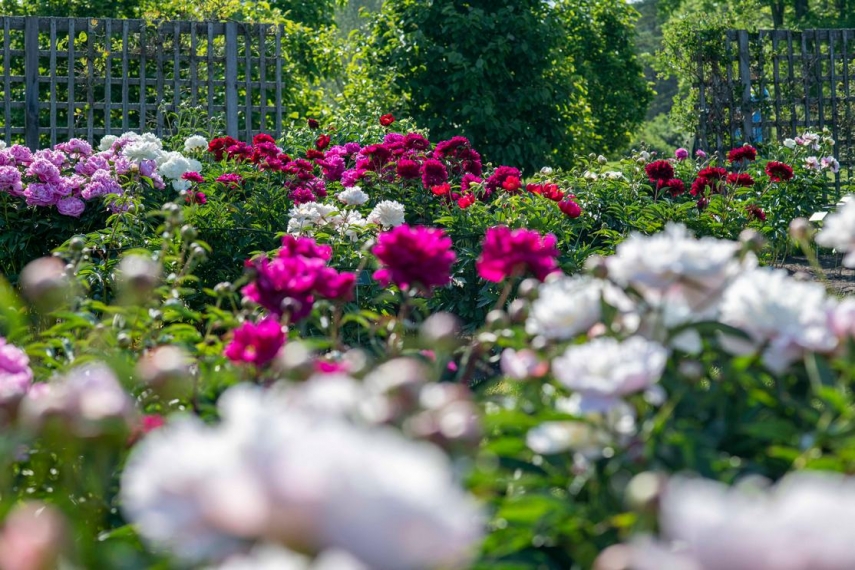 Tallinn Botanic Garden's Peony Days start on Sunday