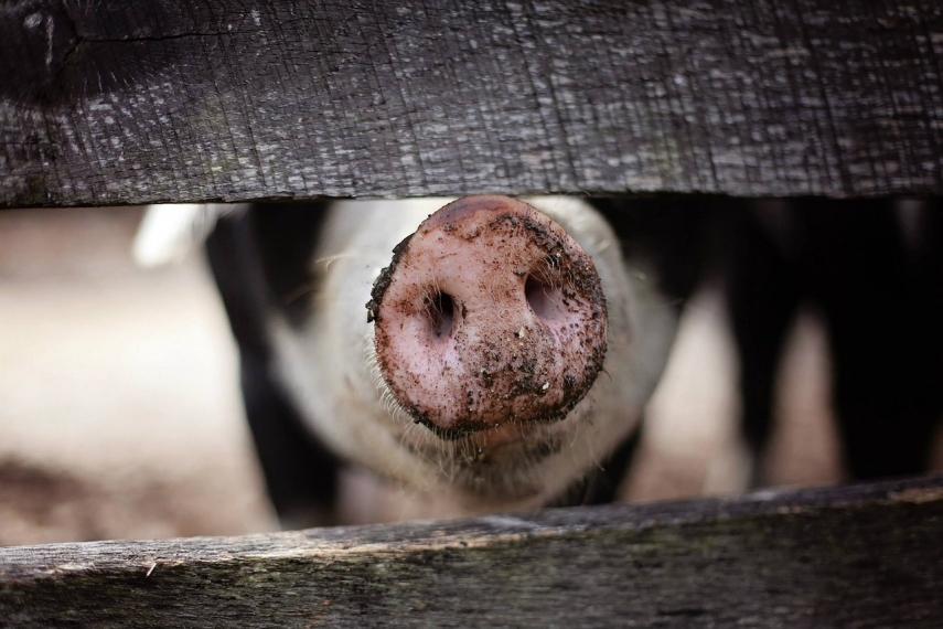 Estonian agencies: Culling the only way to handle animals infected with ASF