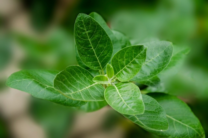 KSM-66 Ashwagandha: Natural Balance for Mind and Body