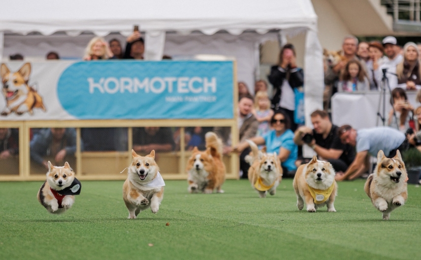Lithuania has crowned Europe’s fastest and most stylish corgi: photo report from Corgi Race Vilnius