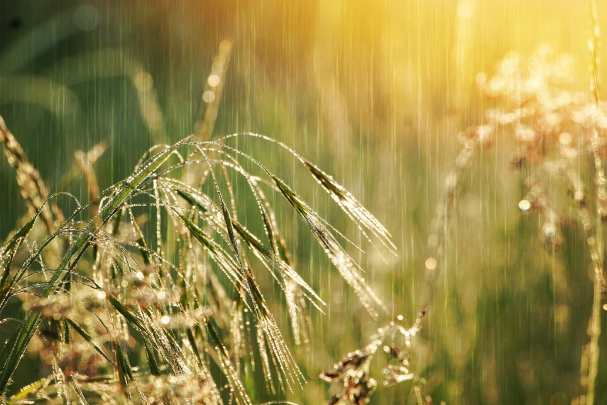 Estonian minister asks EU for aid to help farmers hit by rainy summer
