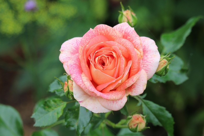 Photo: Kerstin Riemer from Pixabay