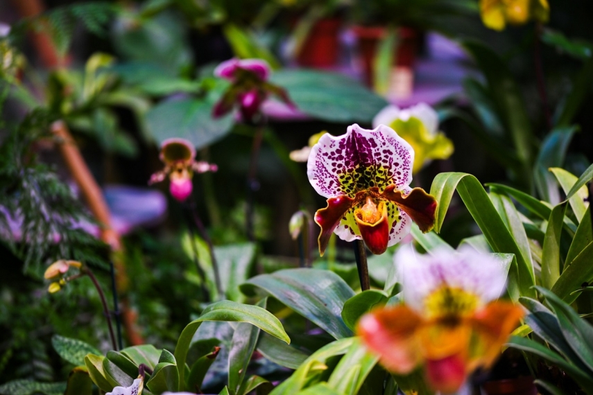 The most anticipated event for orchid lovers: Tallinn Botanic Garden is opening its traditional Orchid Exhibition on Friday