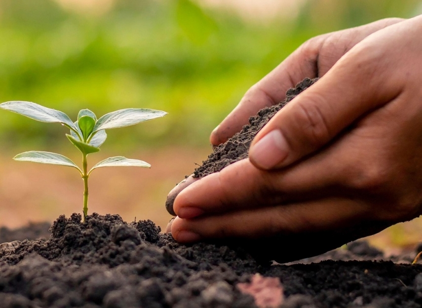 Photo: Plnatbest from Pixabay