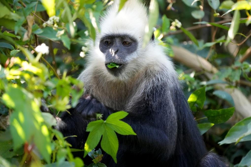 Photo: A white-headed langur