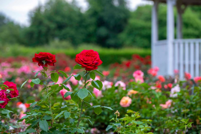Tallinn Botanic Garden to Rose Days – one of Estonia’s largest rose collections is blooming