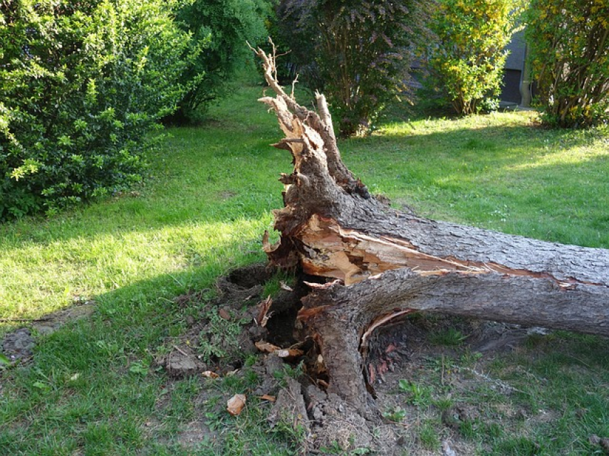 Fire and Rescue Service still receiving calls to deal with storm damage