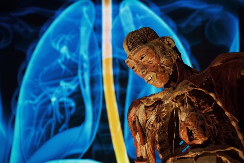 BODIES Evolution: one of the world’s best-known human body exhibitions is open in Riga